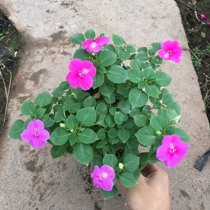 [CHỈ GIAO MIỀN BẮC] Hoa Ngọc Thảo Đơn Sẵn Nụ Và Hoa (Cây Như Ảnh)