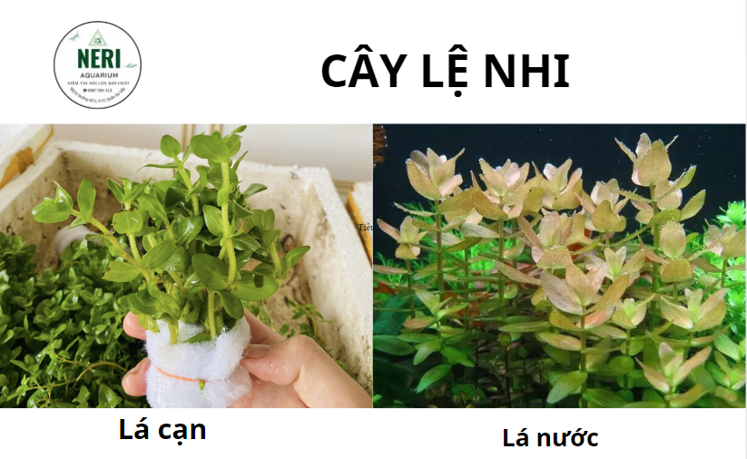 Cây thủy sinh, cây cắt cắm không cần CO2 ( LÁ CẠN )