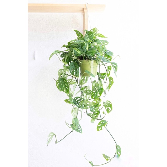 Cây Monstera adansonii Five Holes (Trầu Bà Lỗ, Quái Vật Lỗ) chậu nhựa