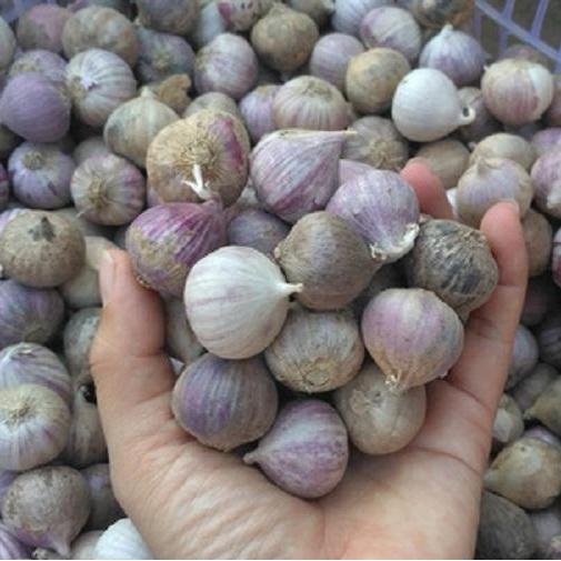 1.5kg Tỏi Cô Đơn Phan Rang làm tỏi đen