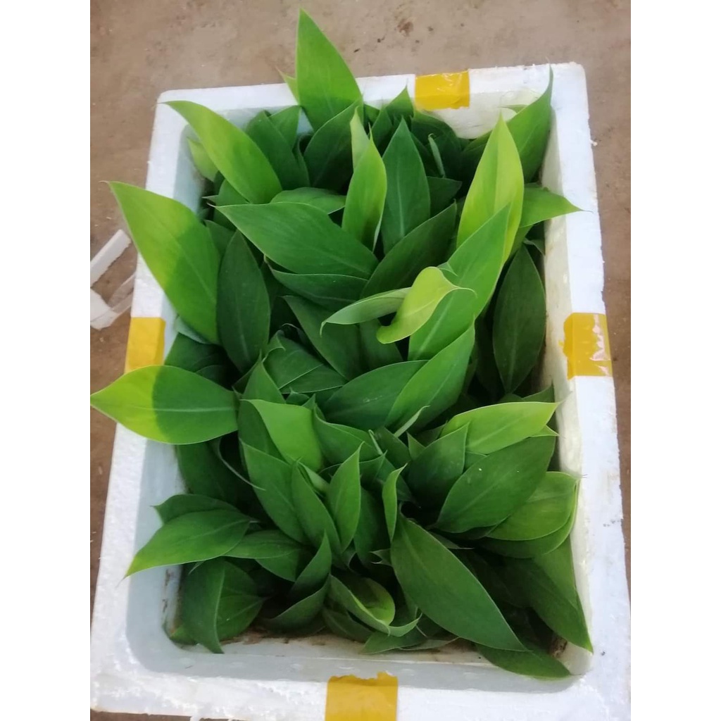 Cây giống Chuối Sứ [còn gọi là Chuối Mốc, chuối xiêm ]
