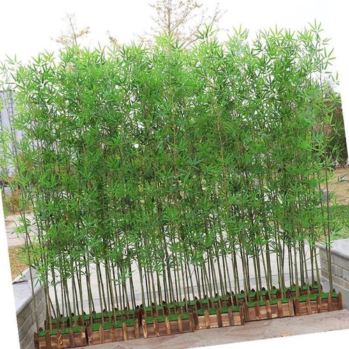 cây Trúc Quân tử, cây giống nguyên bầu cao 1,2-2m