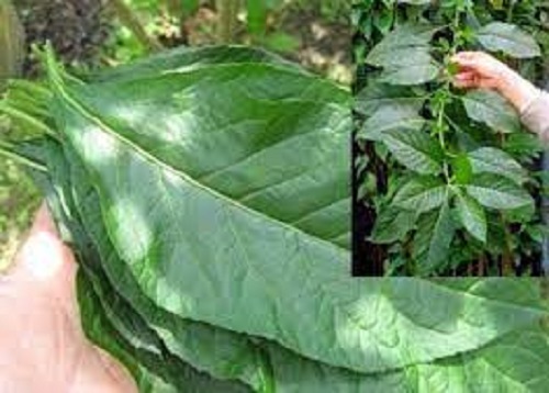 cây mật gấu khô thái lát 1kg (cây lá đắng)