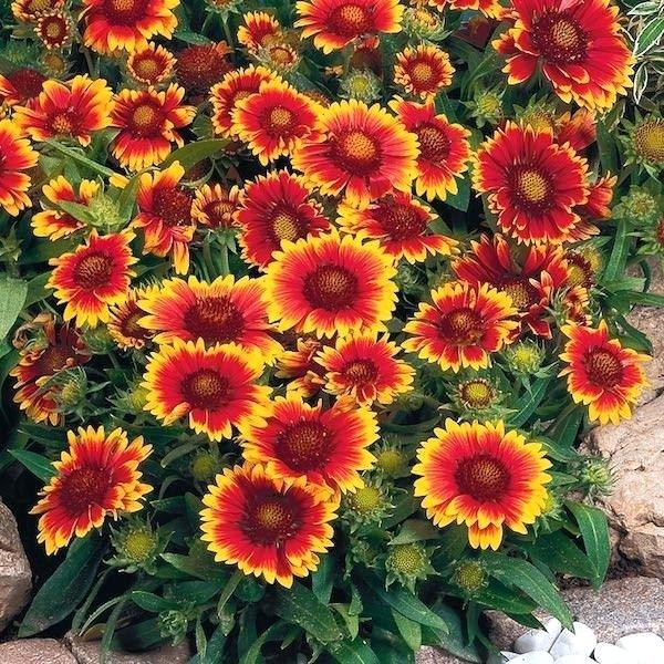 Hạt Hoa Cúc Thiên Nhân - Gói 1 Gram