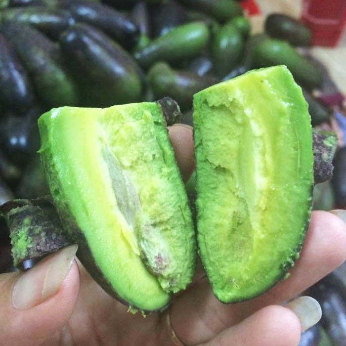 CÂY GIỐNG BƠ KHÔNG HẠT