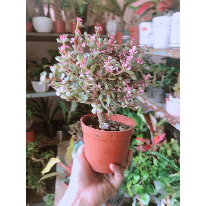 Chậu Cây Cành Vàng Lá Ngọc Thân Cổ Thụ