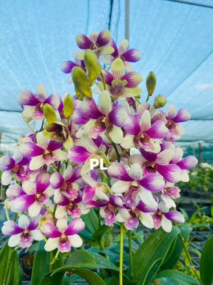 HOA LAN ĐỒNG TIỀN 3 MÀU