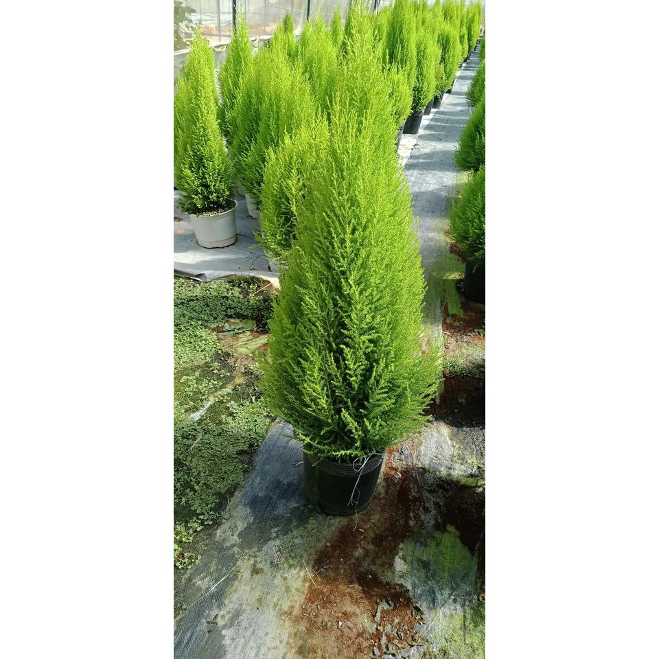 Cây tùng thơm + trang trí noel cao 80-90 cm (ảnh thật số 2)