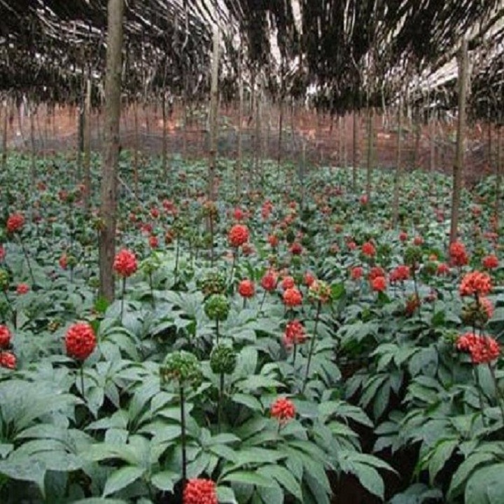 Cây giống tam thất bắc khỏe đẹp