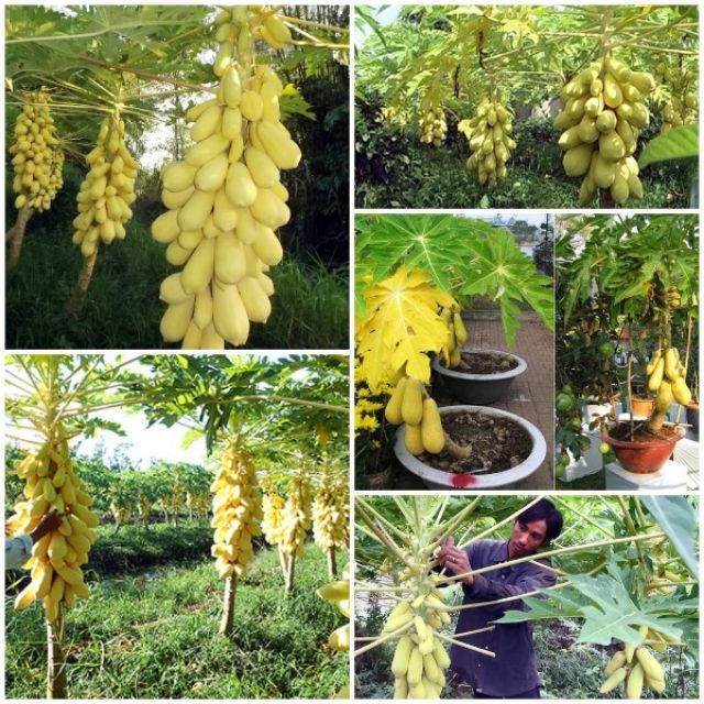 Hạt giống Đu Đủ Vàng ruột đỏ F1