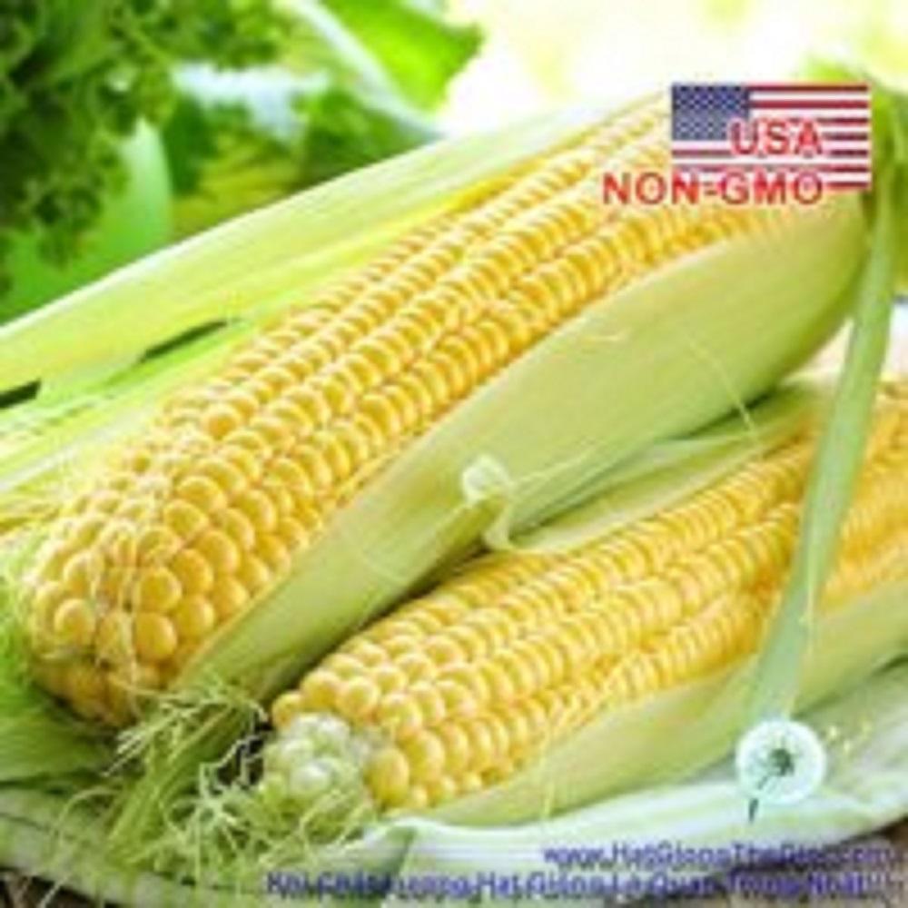 [HCM]BỘ 5GÓI 5Gr Hạt Giống Bắp Mỹ Bantam (A1.404| A7*W54)