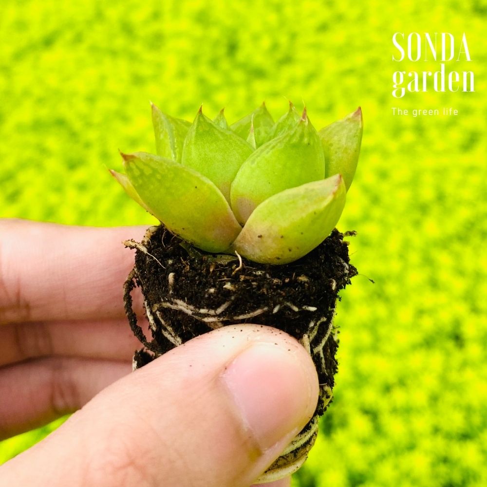 SEN ĐÁ NGỌC LÁ LỚN SIZE MINI KHỎE ĐẸP LỖI 1 ĐỔI 1