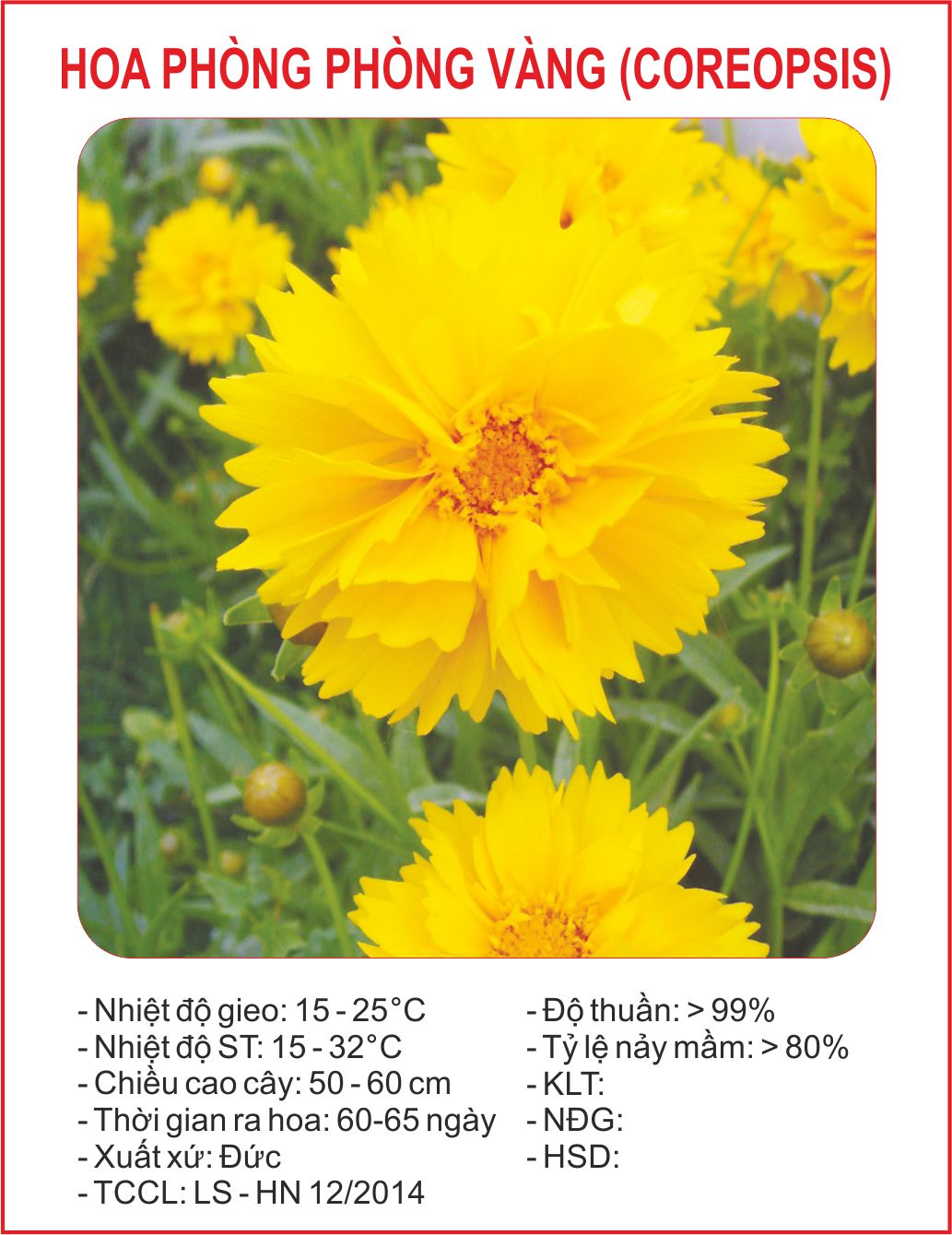"Gói 50 "Hạt giống hoa Phòng phòng vàng [Seeds]
