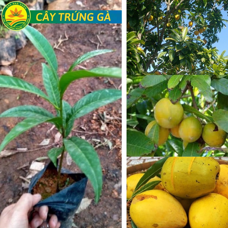 Cây trứng gà ( Lêkima) chất lượng cao