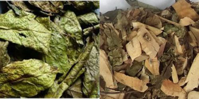 CÂY XẠ ĐEN KHÔ GIÚP TIÊU ĐỘC, PHÒNG UNG THƯ 1KG