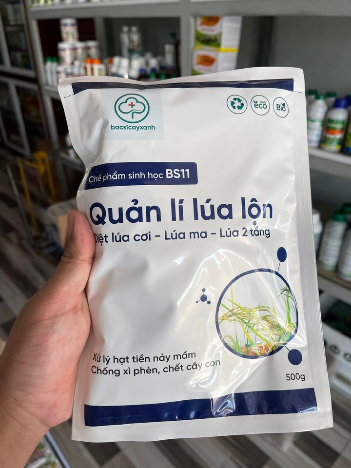 Chế phẩm BS11 - Quản lý lúa lộn: Xử lý lúa ma, lúa lộn, lúa cơi, lúa hai tầng