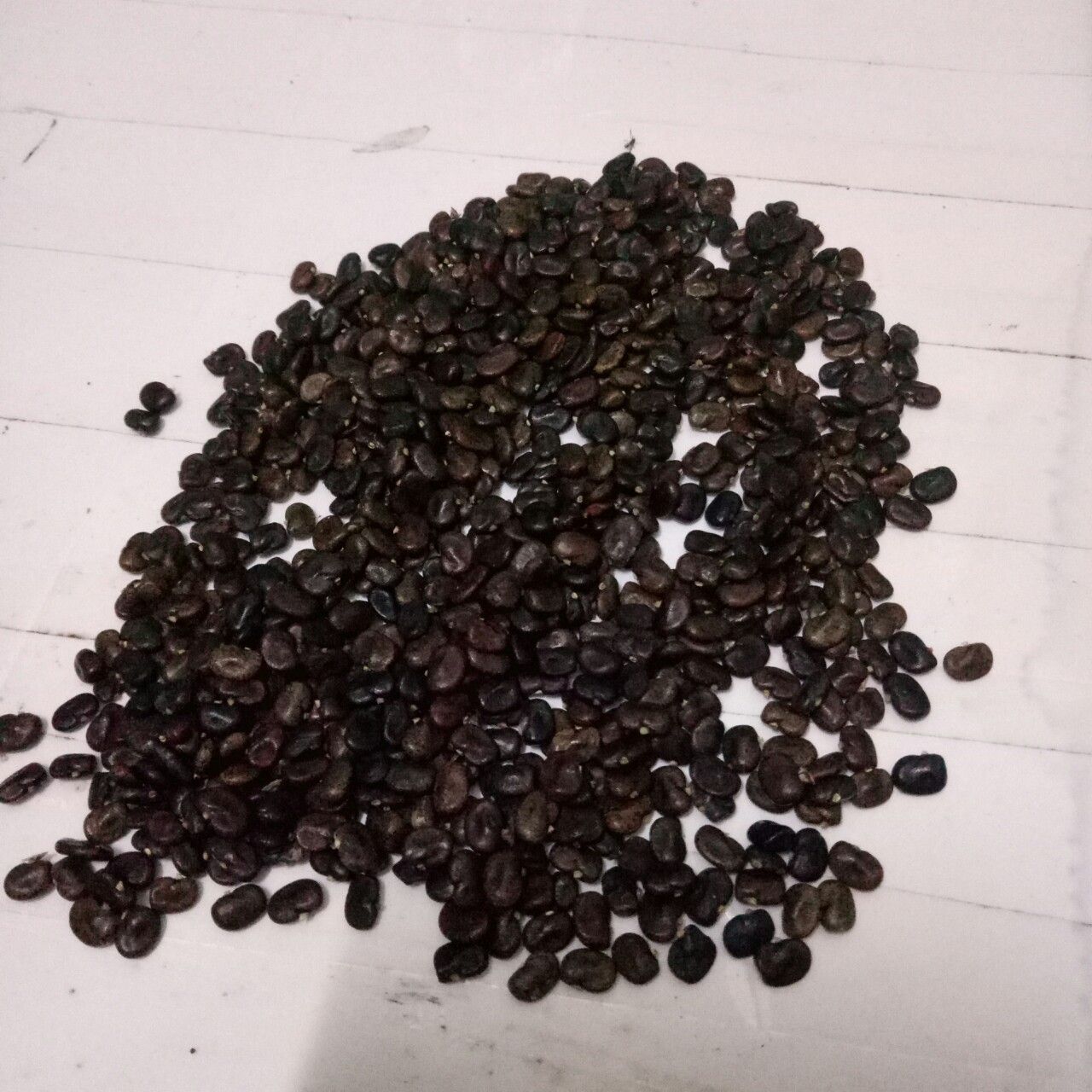 HẠT GIỐNG HOA ĐẬU BIẾC KÉP NHIỀU CÁNH ( gói 40 hạt)