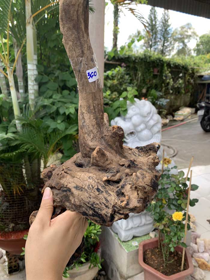 Lũa gỗ nghệ thuật trang trí Ms54 link C