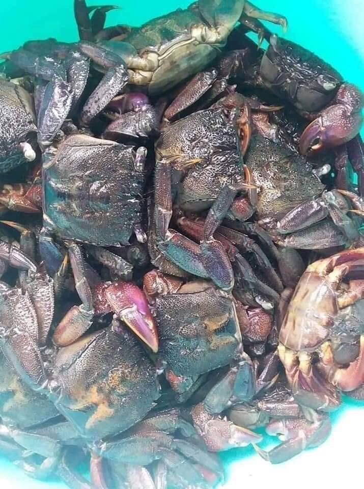 Ba khía muối còn nguyên con Cà Mau