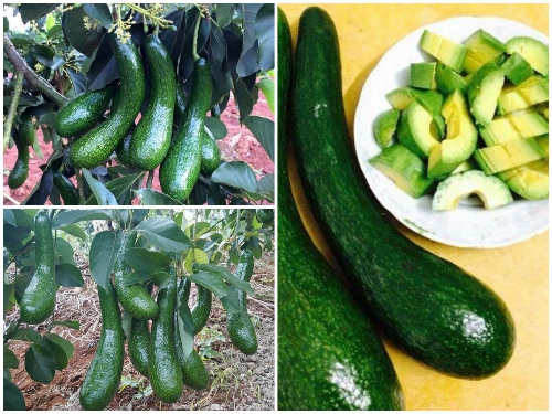 Cây BƠ 034 siêu quả - hàng cây giống CHUẨN F1