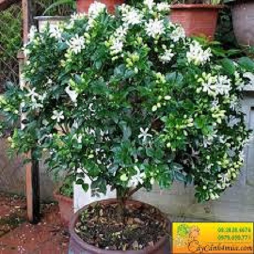 Bầu cây nguyệt quế siêu đẹp, hoa siêu thơm