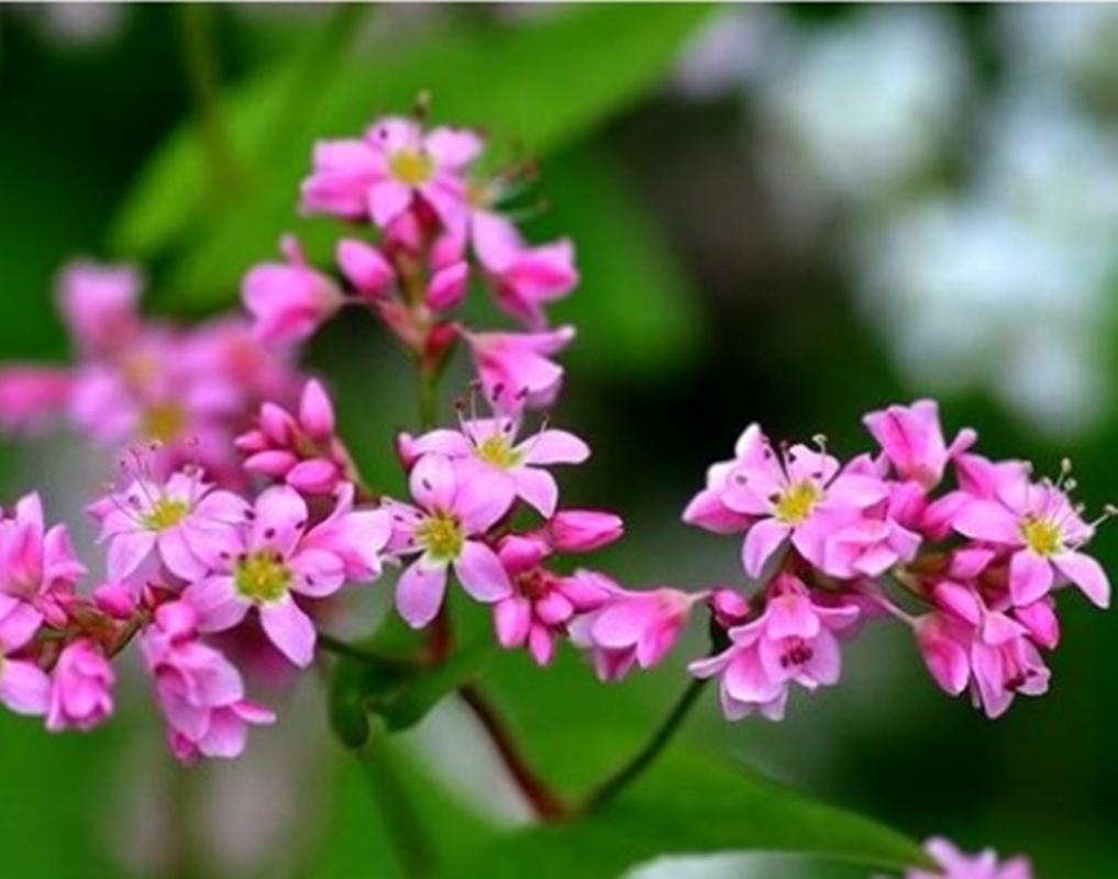 Hạt giống hoa Tam giác mạch
