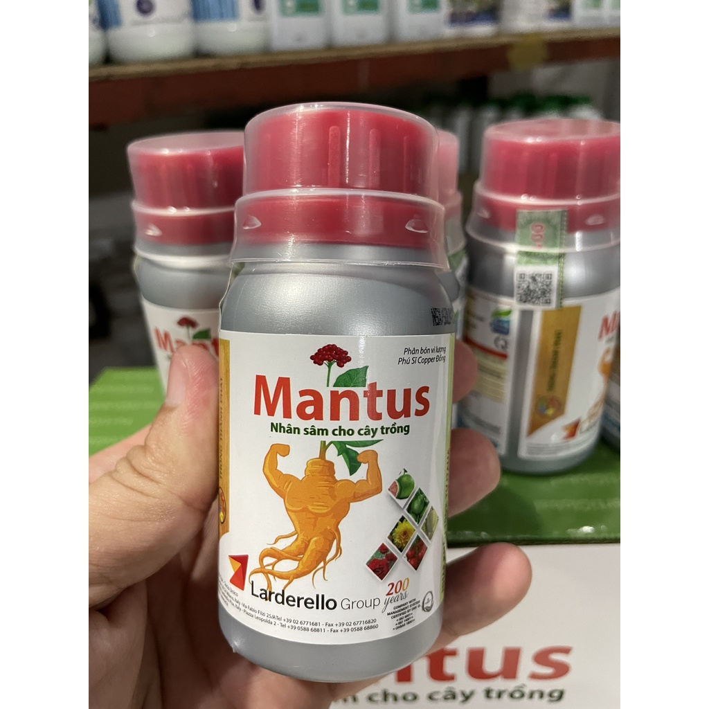 Mantus - Nhân Sâm Cây Trồng (Kỹ sư Thái - Giải Pháp Nông Nghiệp)