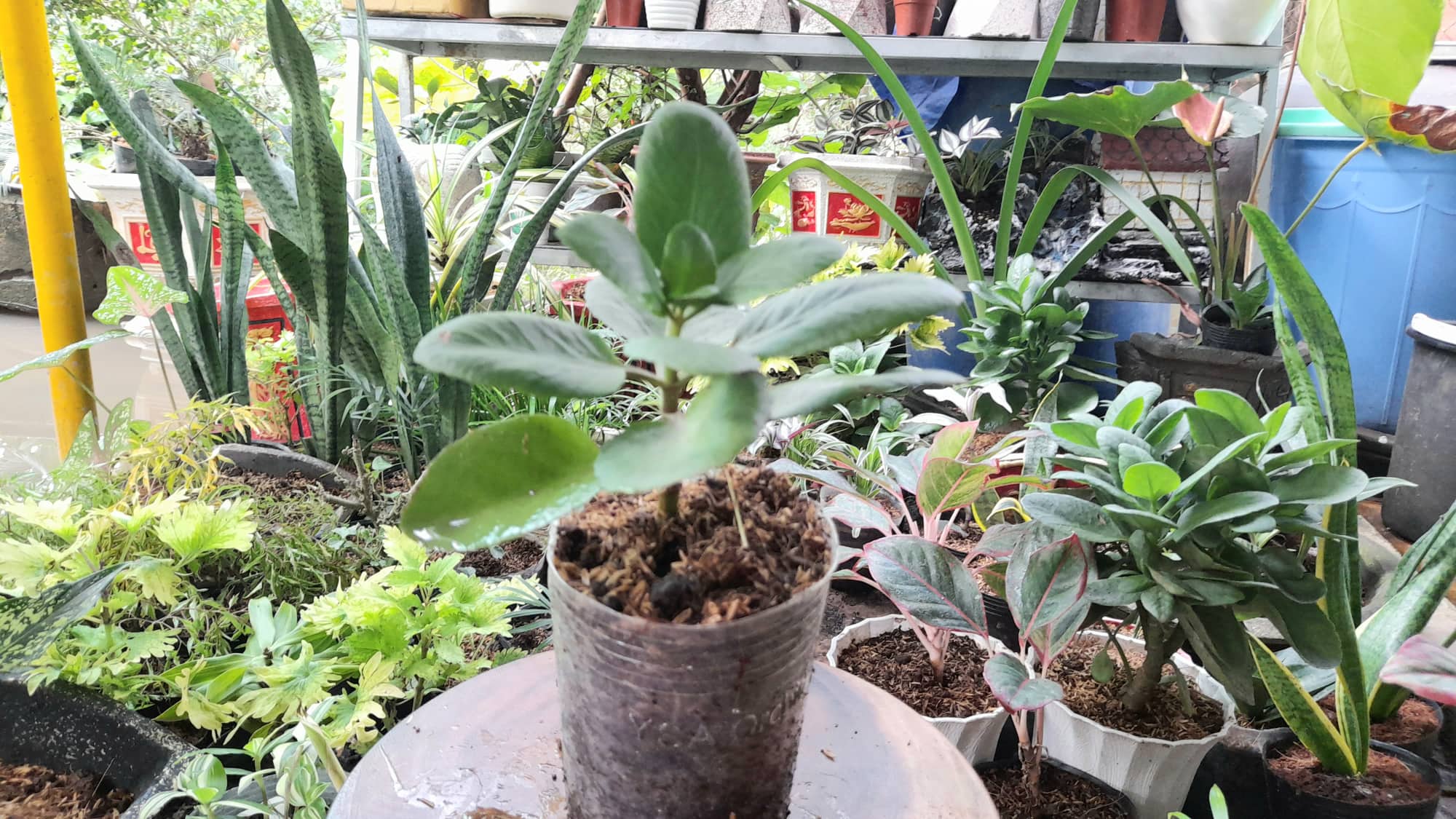 cây hoa sống đời đỏ