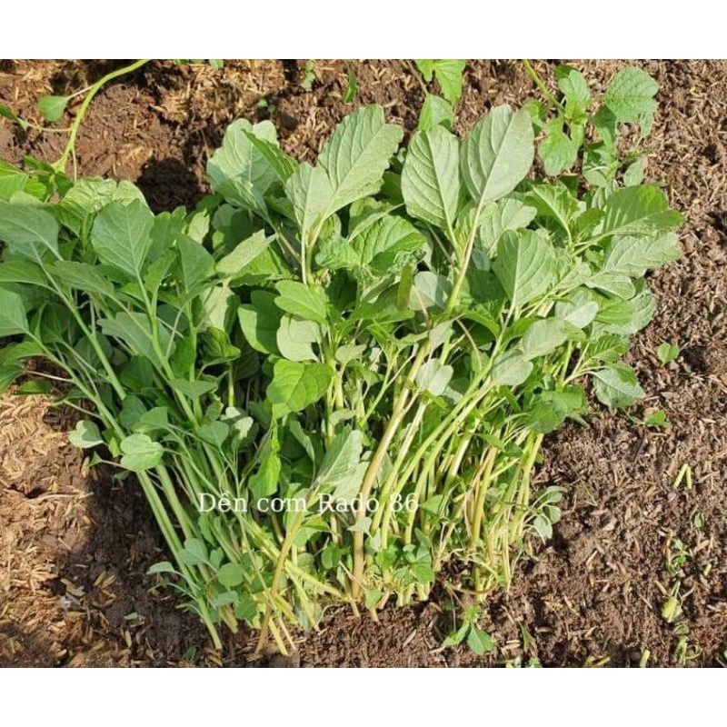 10gr hạt giống rau dền cơm Rạng Đông