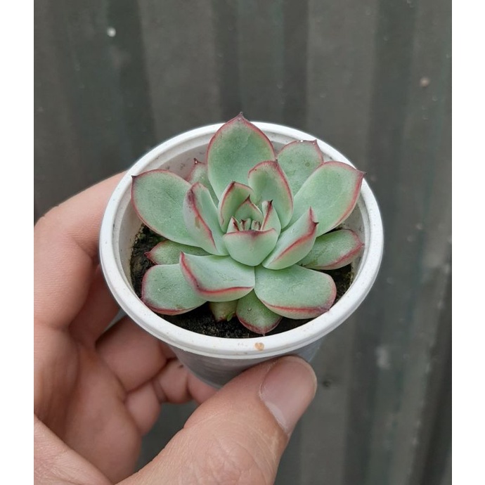 Sen đá viền hồng cute mini