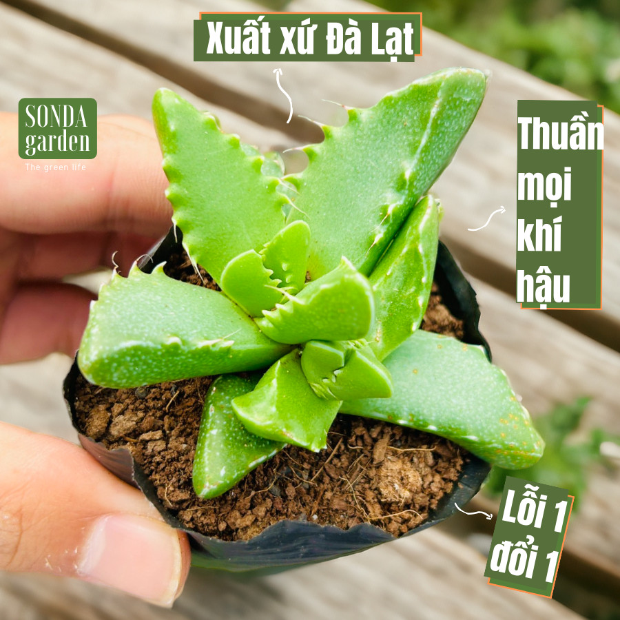 Sen đá hàm cá sấu sonda garden size bé 5-8cm, cây cảnh trang trí nhà cửa, lỗi 1 đổi 1