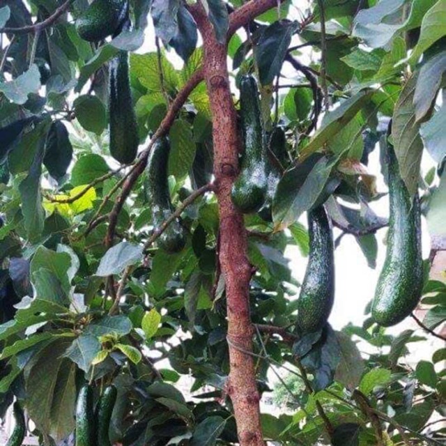 Cây bơ 034 (cây giống) siêu trái