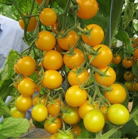 Hạt giống Cà chua Cherry vàng VTP15 | Vạn Tín Store