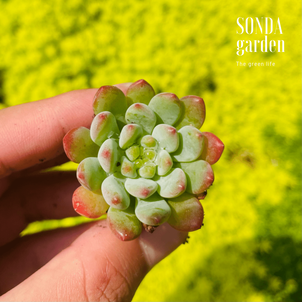 SEN ĐÁ HOÀNG HÔN SIZE MINI LỖI 1 ĐỔI 1