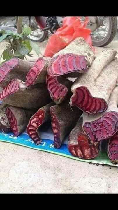 1 KG CÂY CỎ MÁU