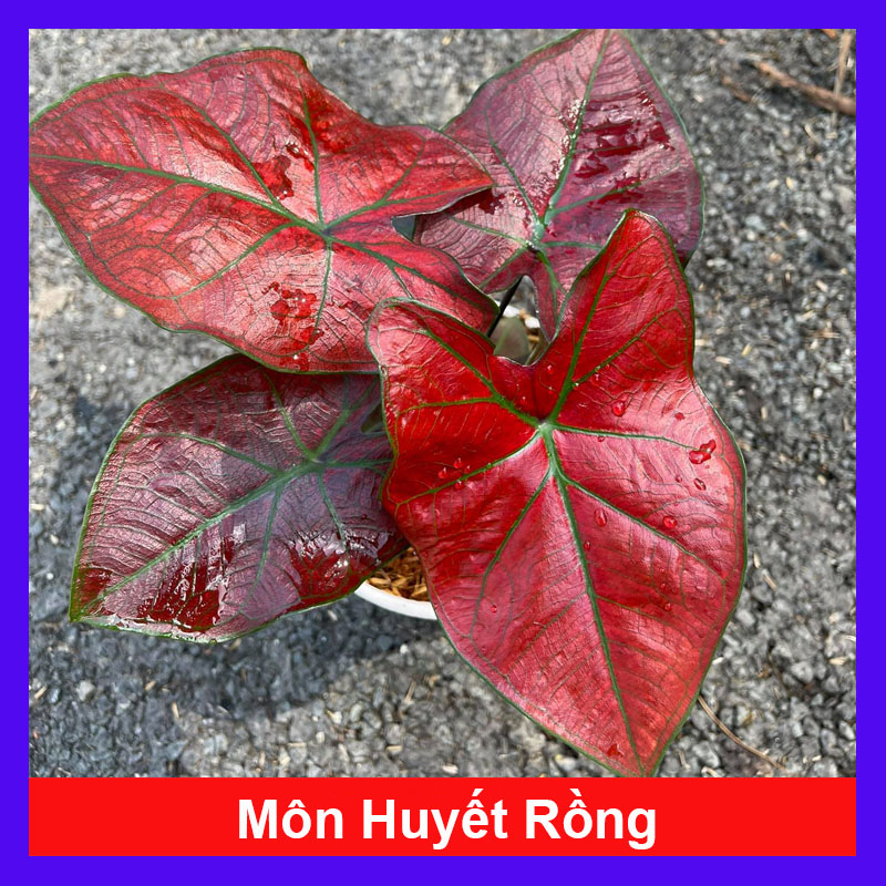 Cây cảnh mini để bàn - Cây môn cảnh - Môn Huyết Rồng