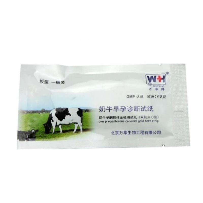 que thử thai trâu bò