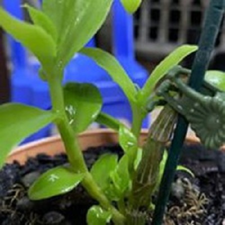 (LAN ĐỘT BIẾN) Hoa lan phi điệp - nữ hoàng 28