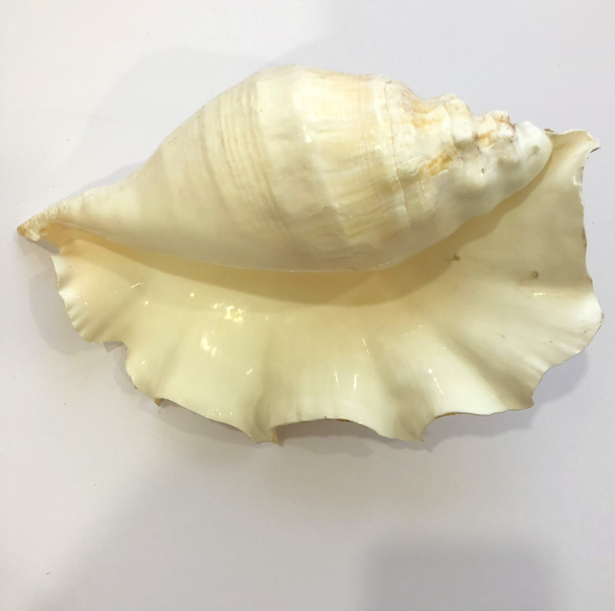 Vỏ ốc Tai Bẹ size 25cm