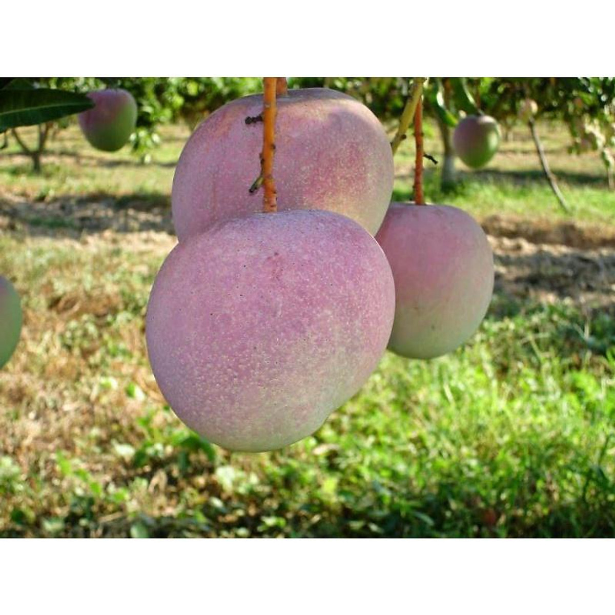 CÂY GIỐNG XOÀI ÚC SIÊU SỚM