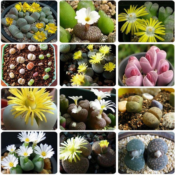 Mixed Live Stone (Lapis Lazuli) Seeds – 15 Seeds