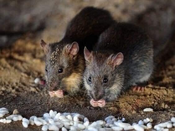 diệt chuột ARS RAT KILLER Thái Lan 80g Hiệu quả cả đàn
