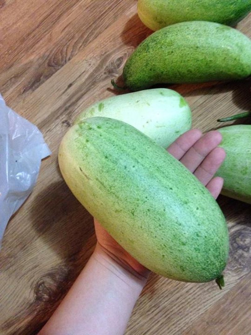 Hạt Giống Dưa Chuột Mèo Siêu To (20 H)