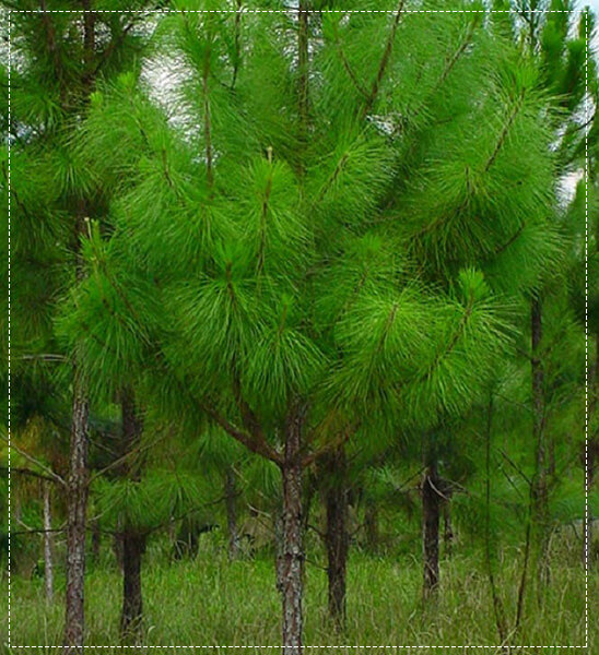 cây giống cây công trình cây thông caribe