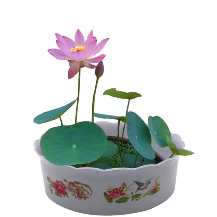 8 hạt giống sen nhật mini 8 màu