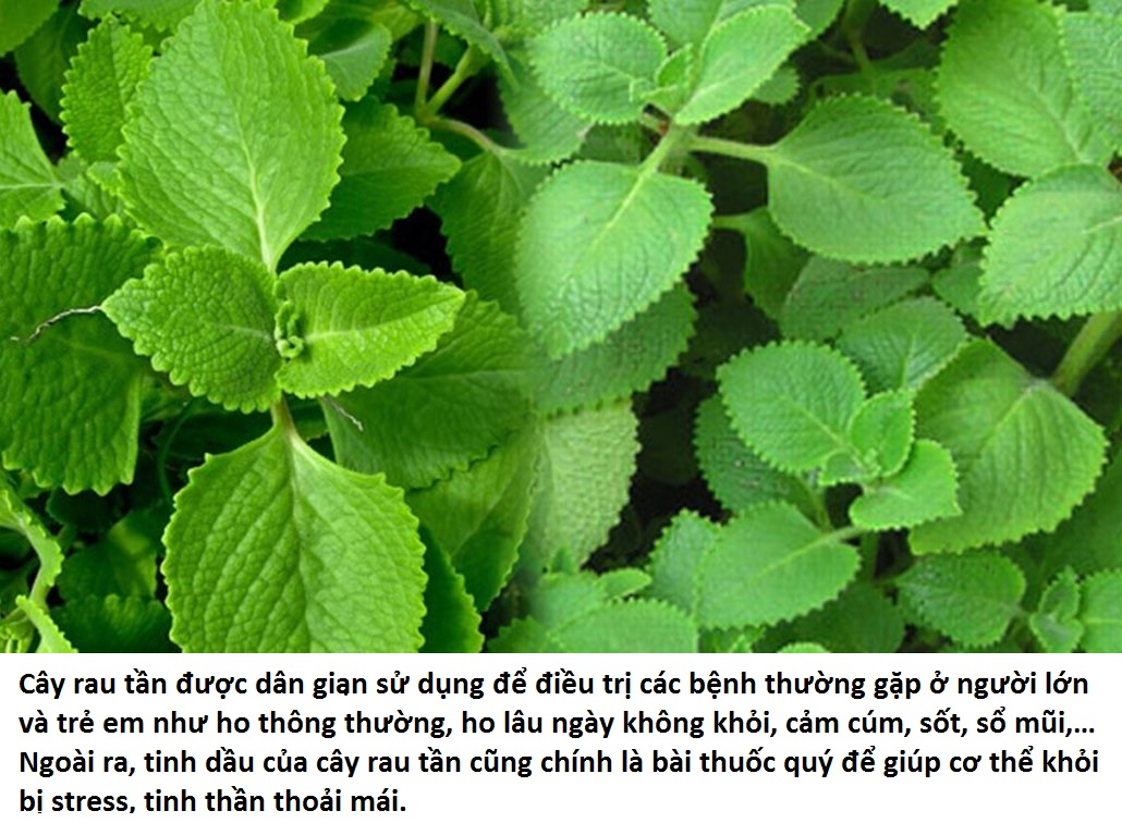 Cây giống rau tần dày lá (húng chanh)