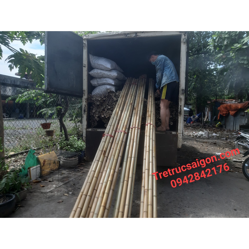 10 Cây Tre Trúc Dài 1.5m