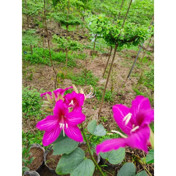 cây giống ban tím (móng bò)