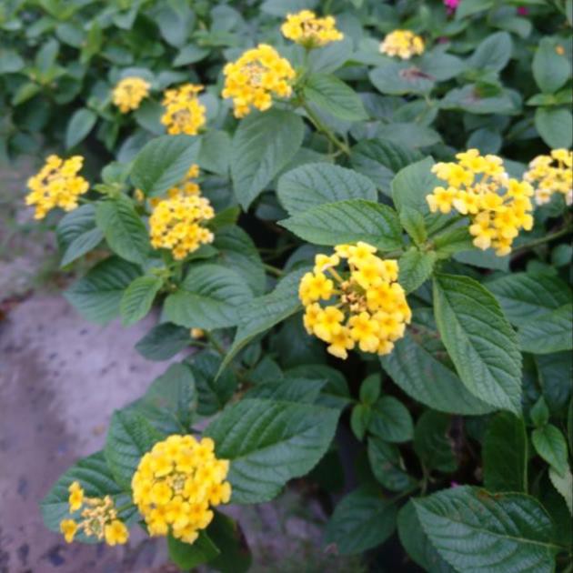 Cây hoa ngũ sắc (cây trâm ổi)