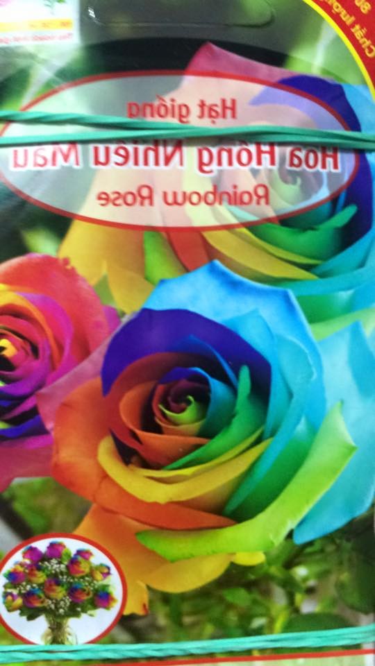 "Gói 20 Hạt " Hạt giống hoa hồng nhiều màu ( hồng cầu vòng )